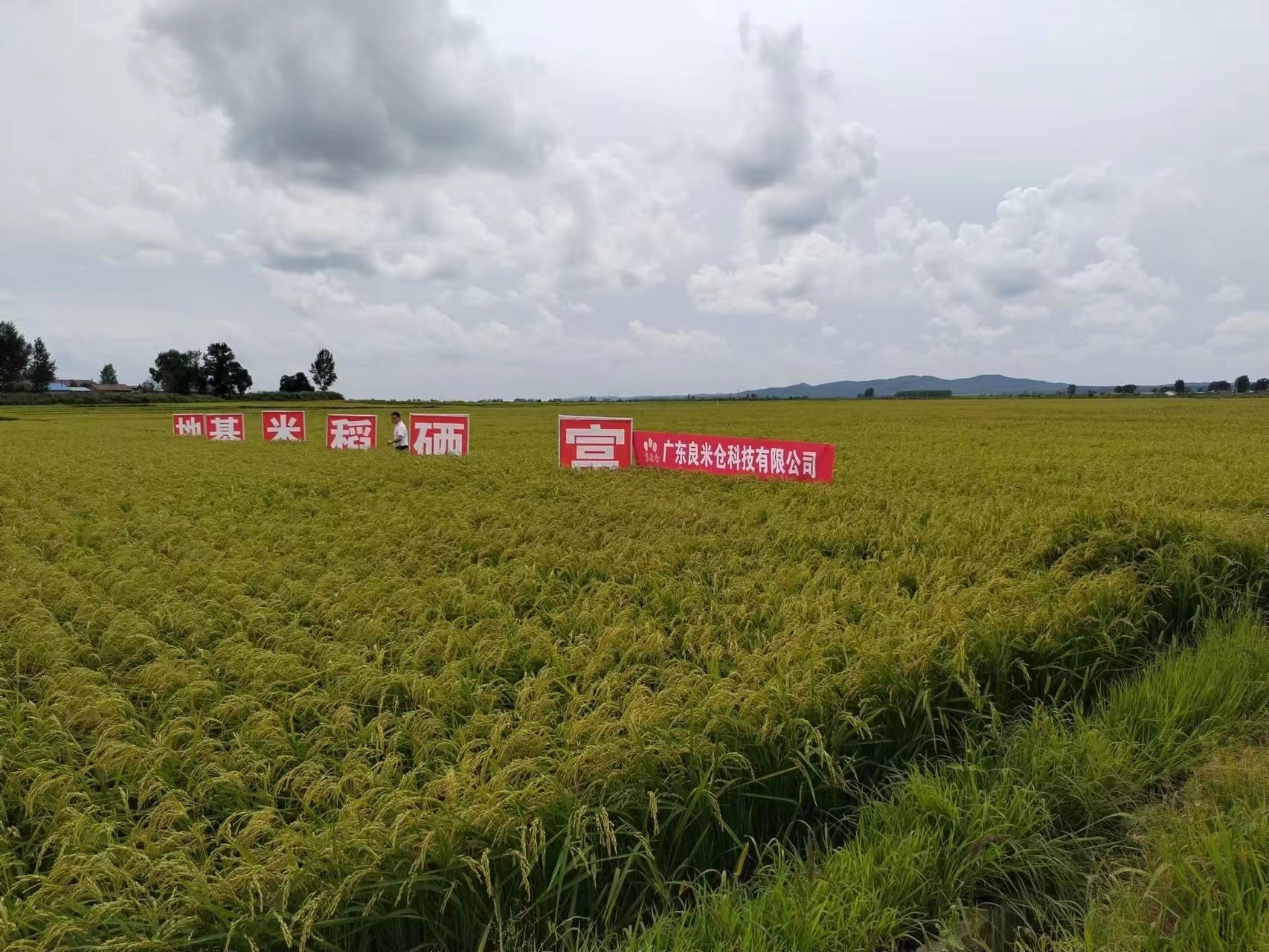 東吉良米倉(cāng)智能碾米機(jī)谷源種植基地